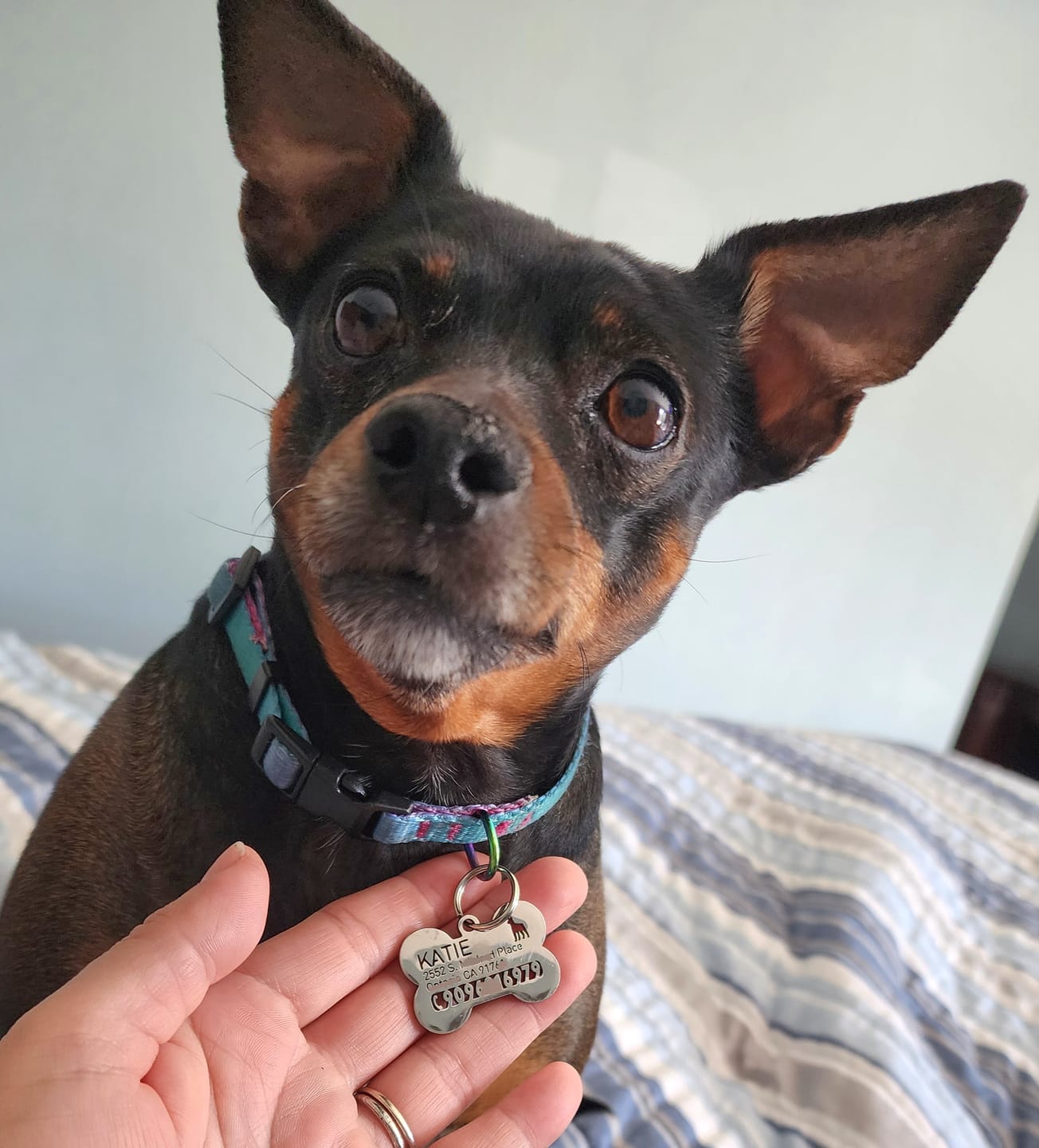 Customer photo review of Bone Dog Tag