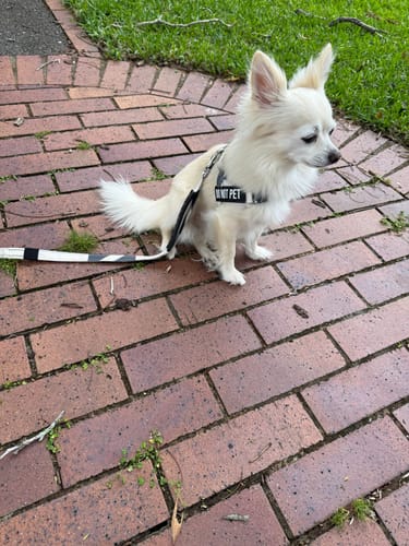 Customer photo review of Walk #003 - Beige