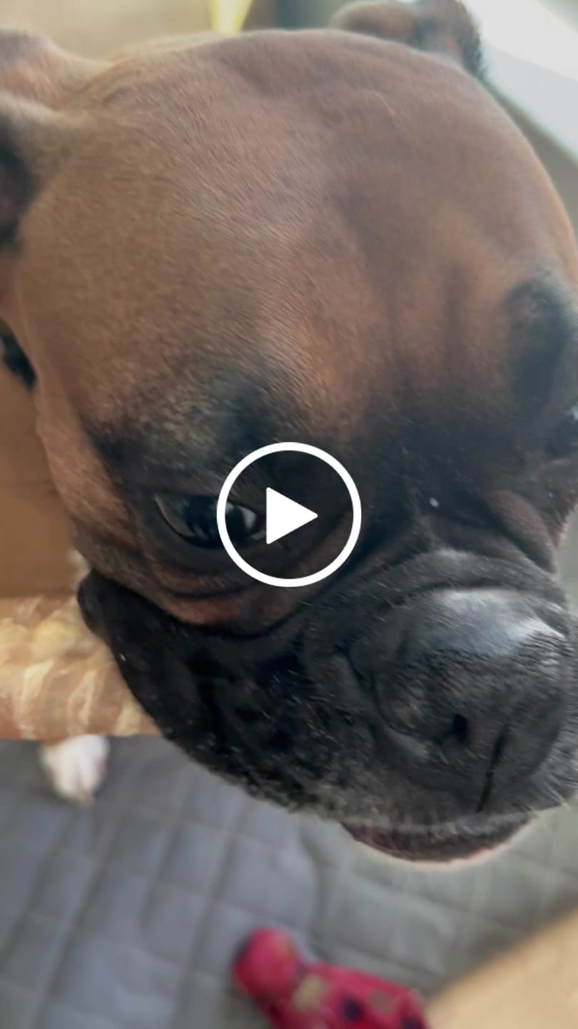 Customer video review of 12 Inch Beef Trachea