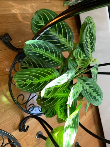 Customer photo review of Maranta leuconeura "Lemon Maranta"