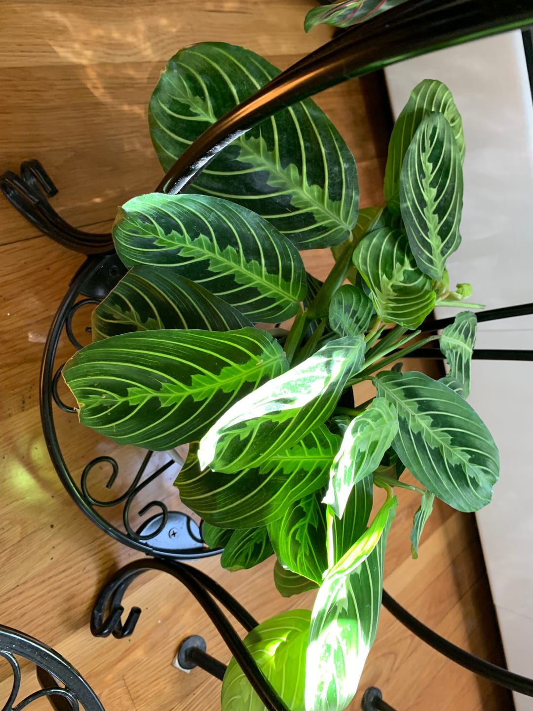 Customer photo review of Maranta leuconeura "Lemon Maranta"