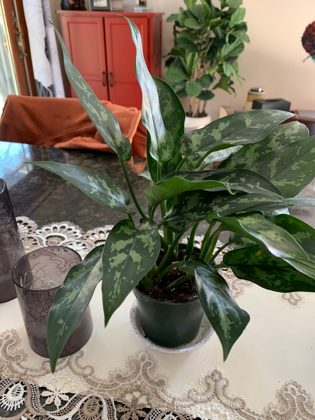 Customer photo review of Aglaonema 'Maria'