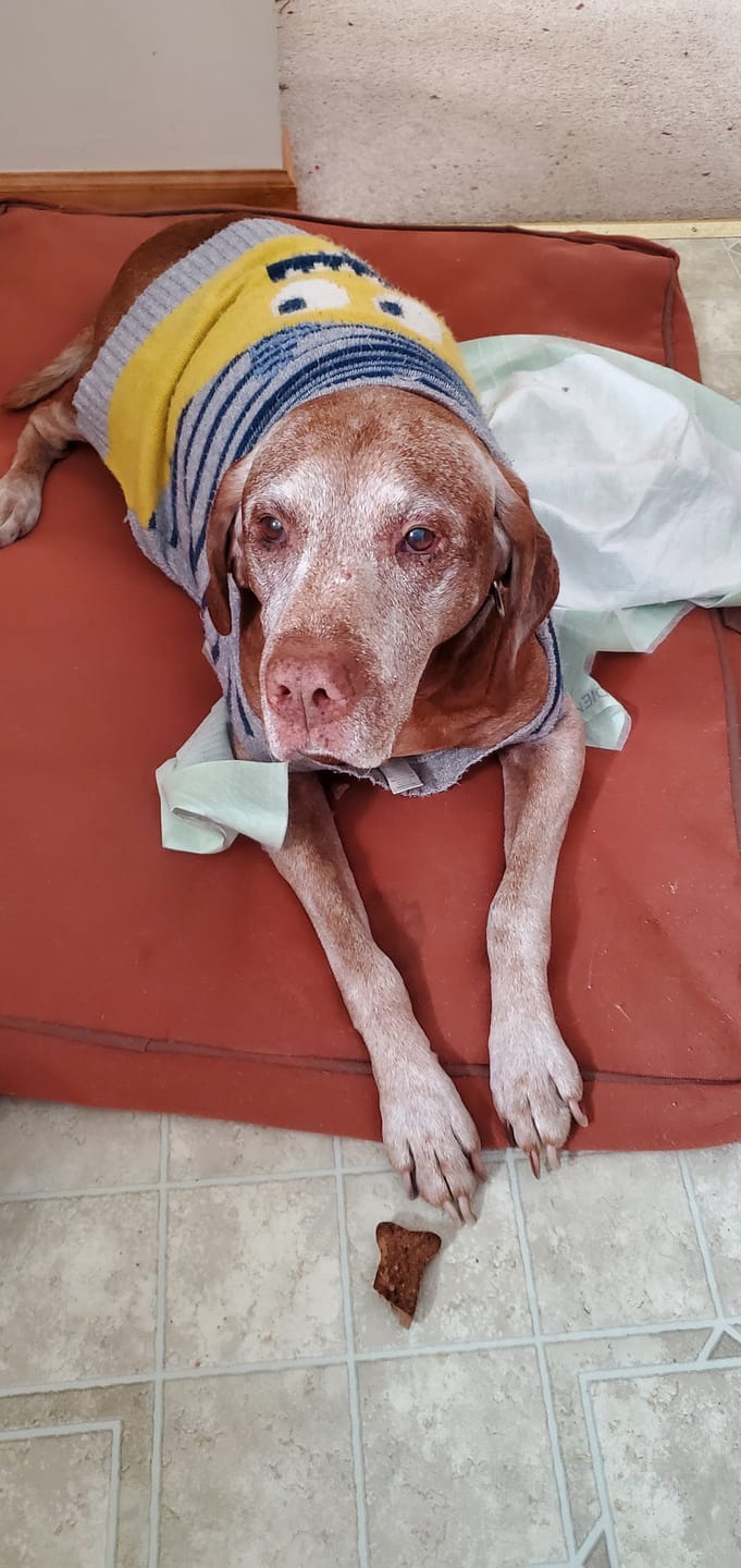 Customer photo review of Dog Kennel Cough & Respiratory Support Remedy