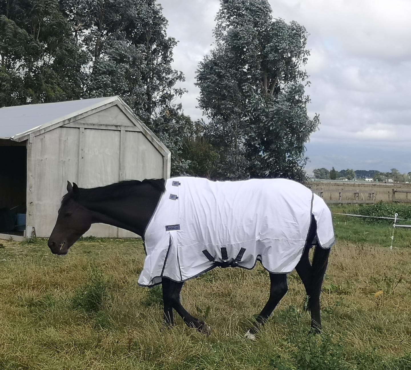 Customer photo review of LE Fieldsafe Summer Sheet