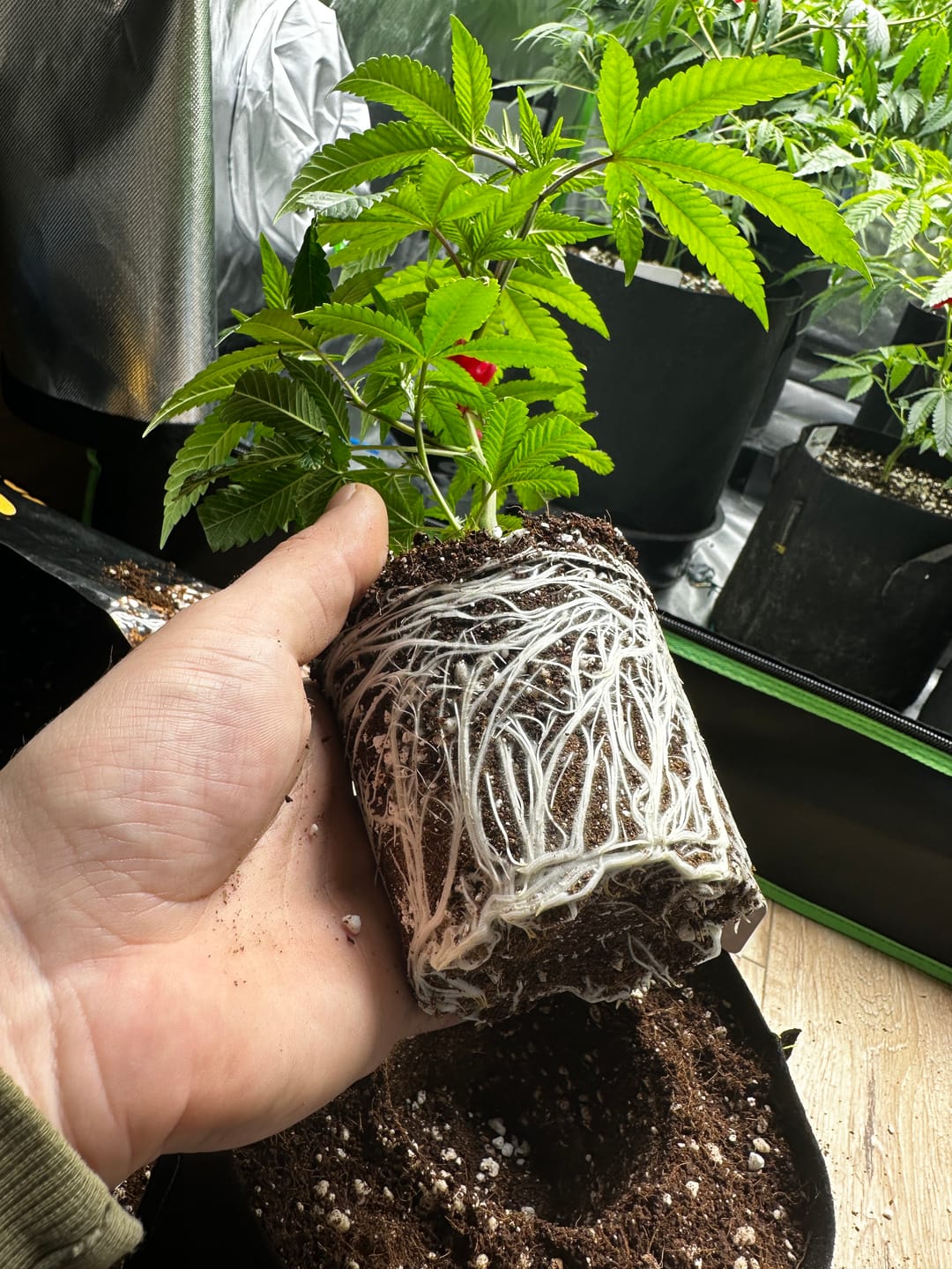 Customer photo review of Hanfstecklinge | Future Island