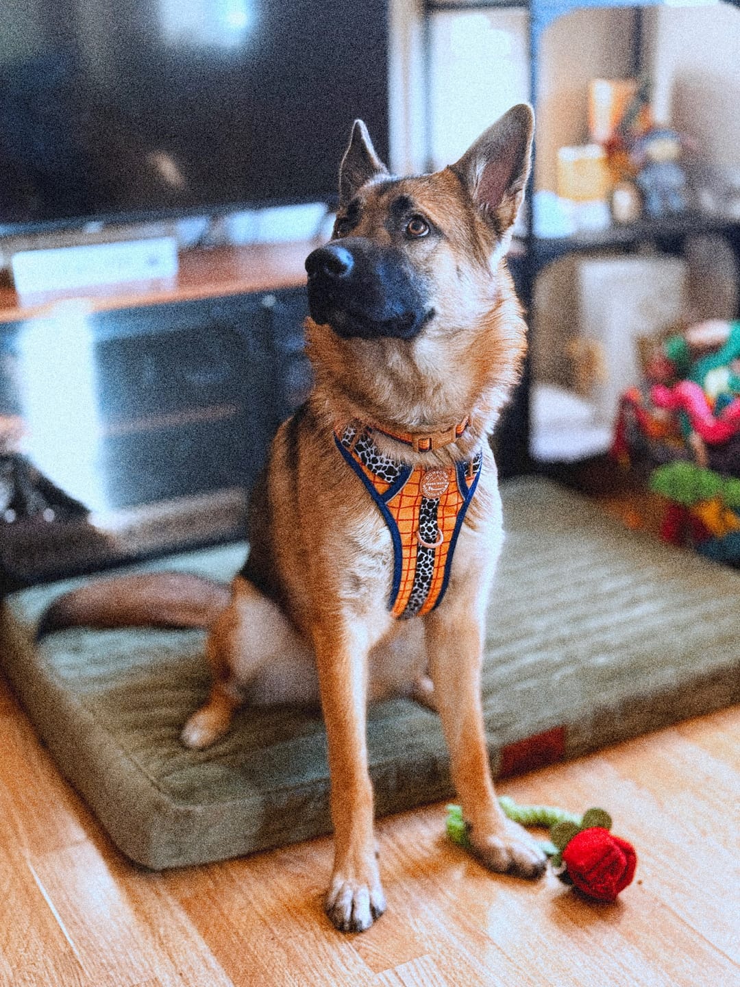 Customer photo review of Disney© Collar - Woody