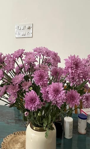 Customer photo review of Chrysanthemum