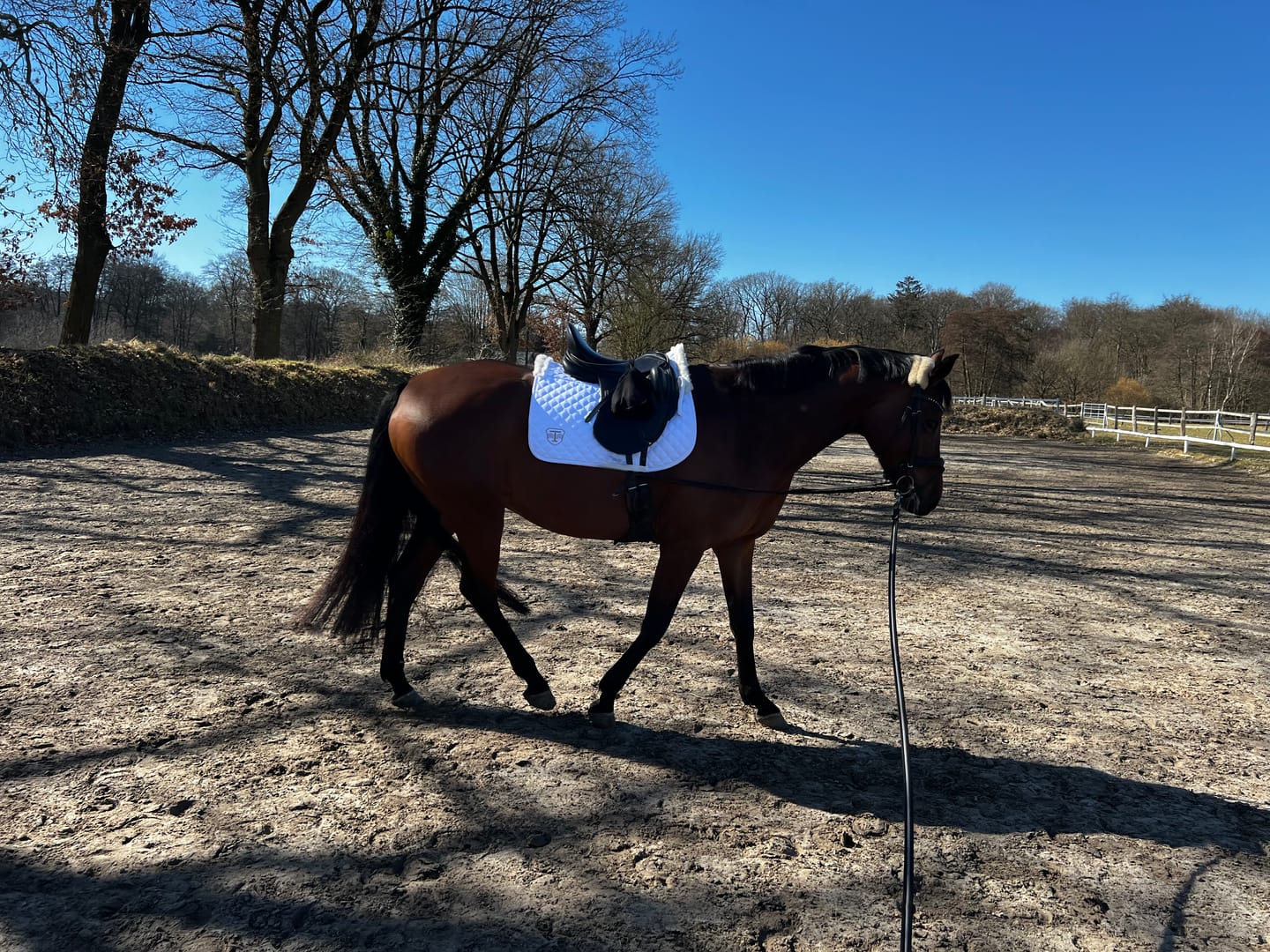Customer photo review of TORPOL® Schabracke EVO Magnetfeld Nelson™ Spring/Dressur