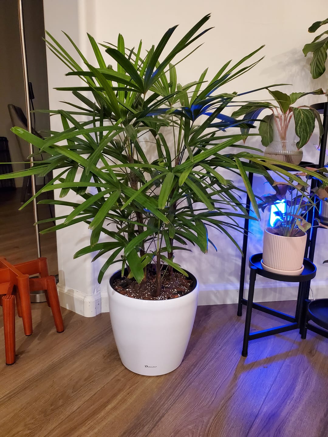 Customer photo review of Lady Palm, Rhapis Excelsa, Indoor Queen Palm