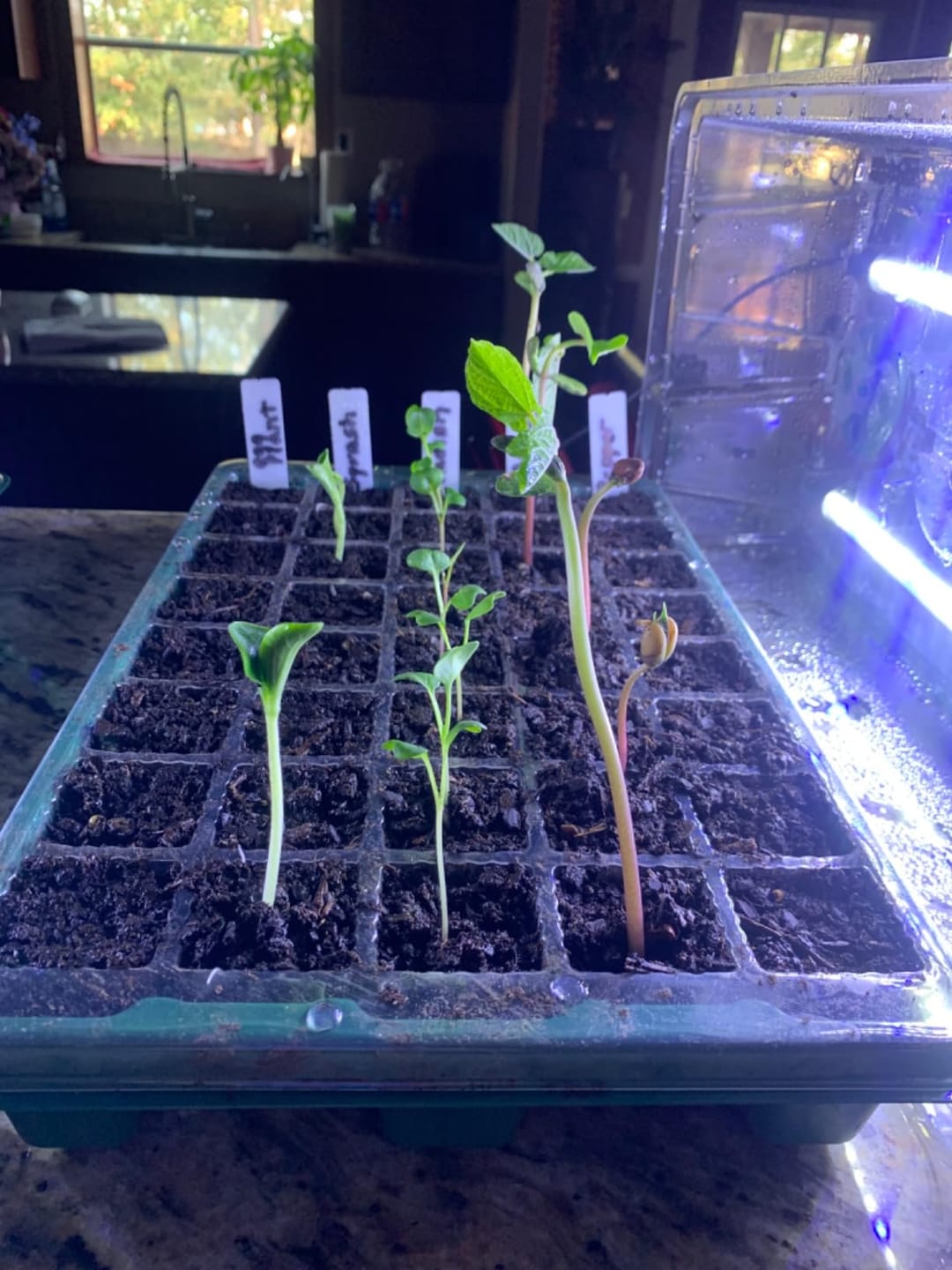 Customer photo review of Seed Starter Kit