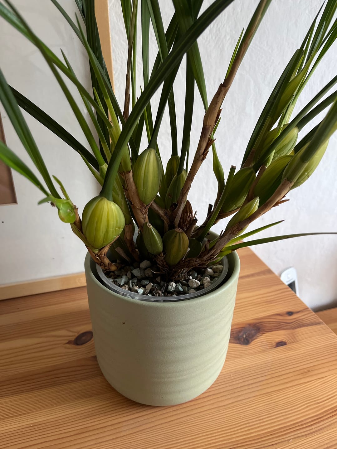Customer photo review of Muddis Erde - Mineralisches Substrat