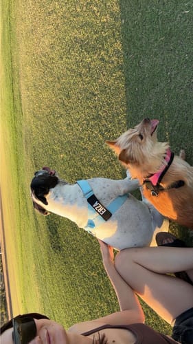 Customer photo review of Dog Lovers Pack