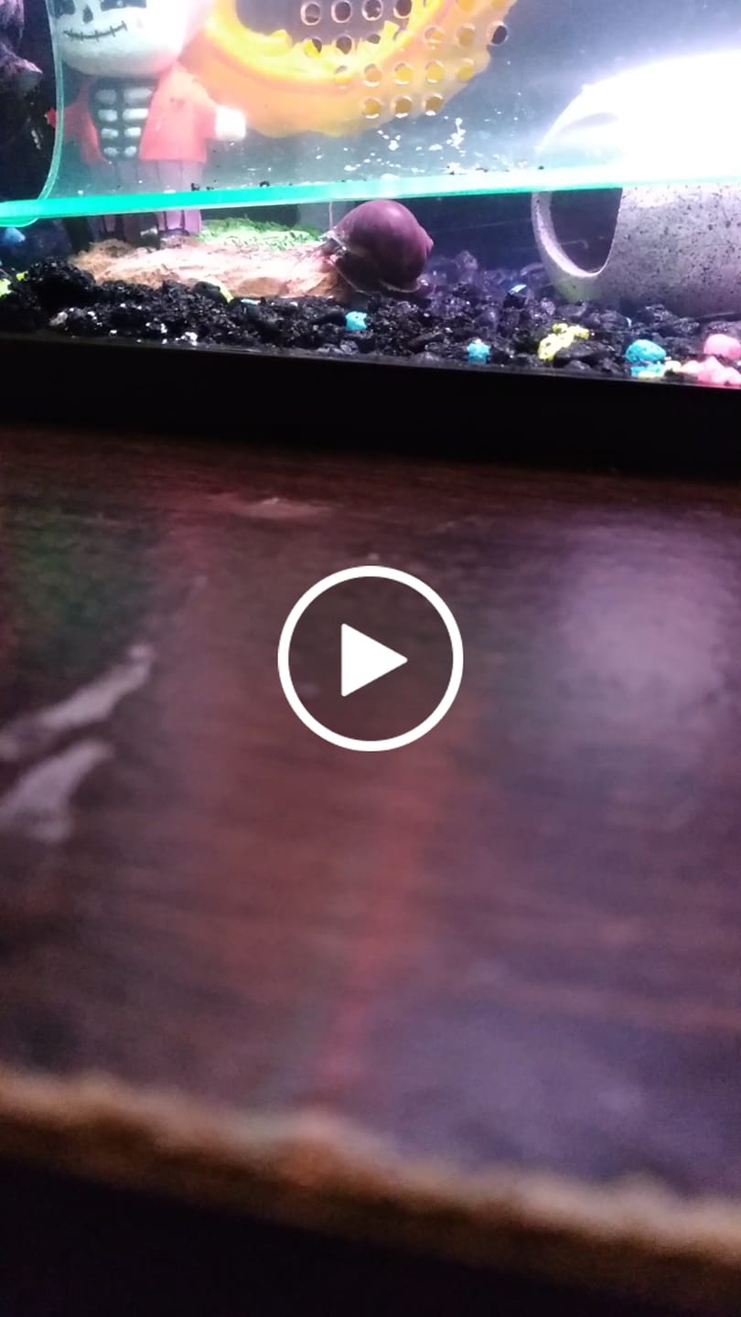 Customer video review of Purple Mystery Snail
