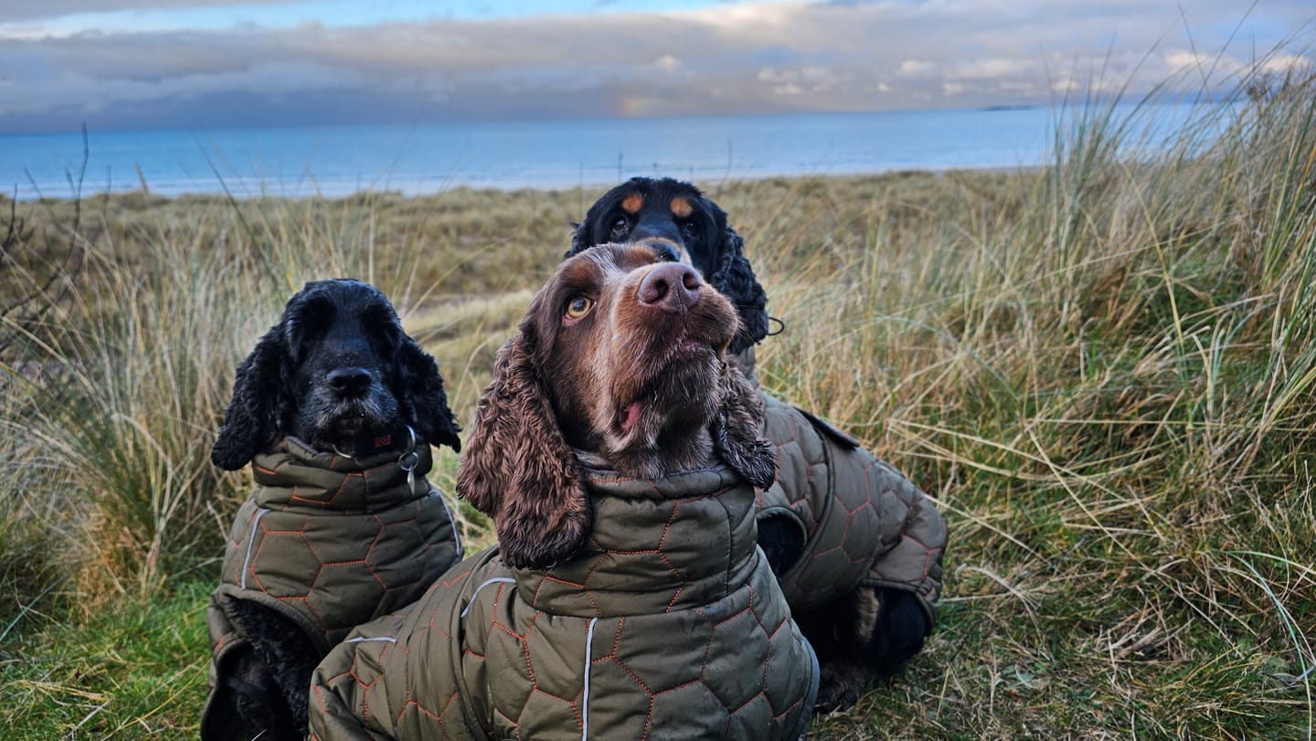 Customer photo review of Honey Comb Dog Coat