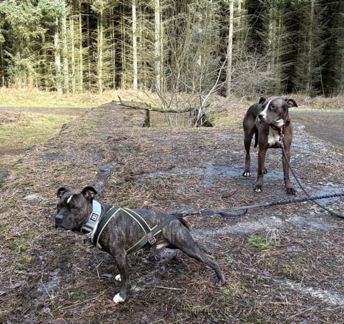 Customer photo review of 5cm Combat® Collar | NO Handle & Secure Clip - Metal Grey