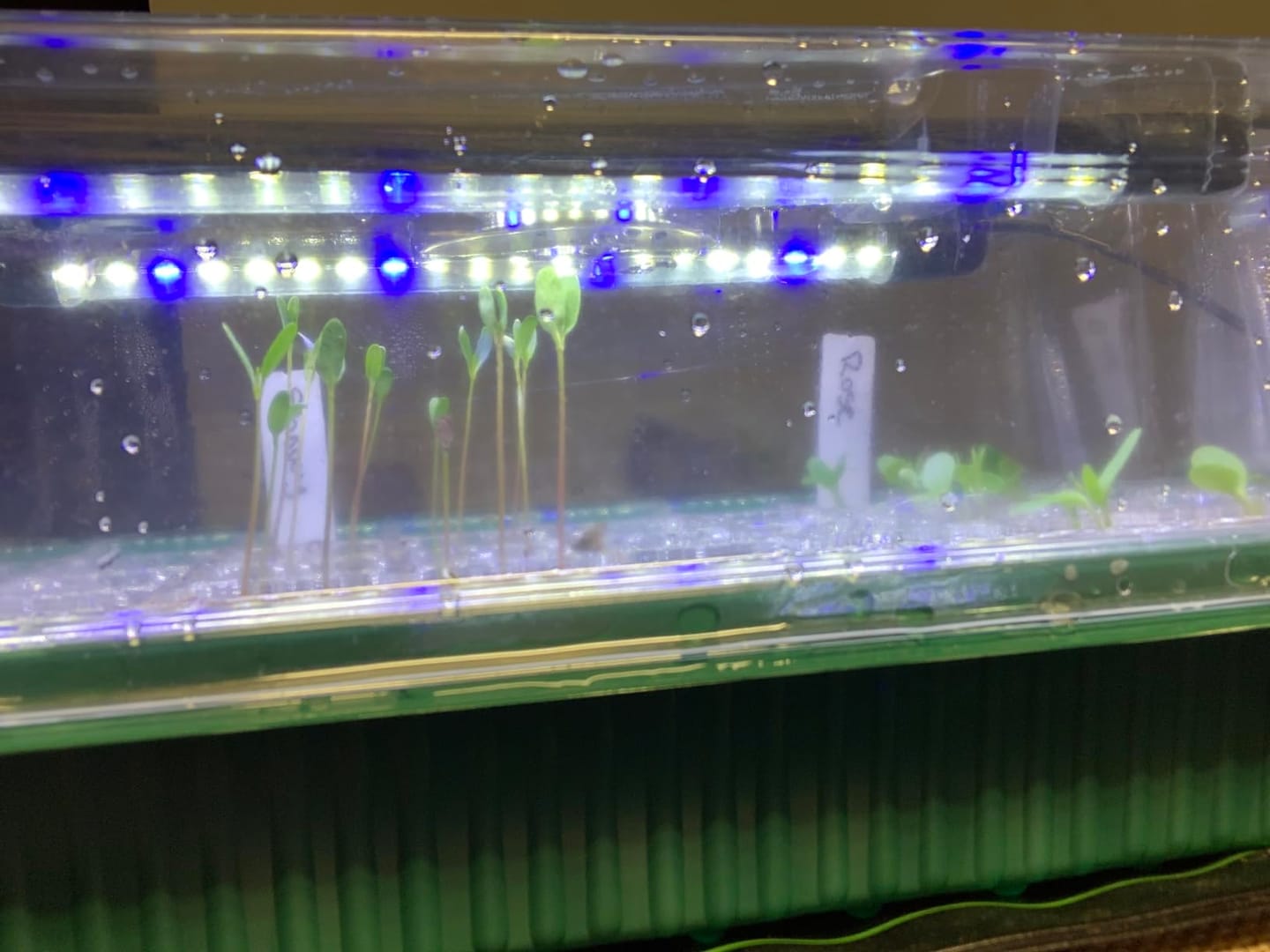 Customer photo review of Seed Starter Kit
