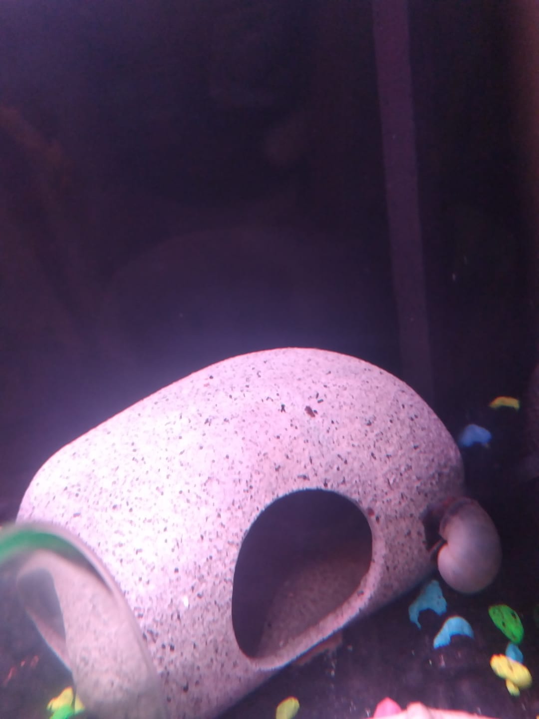 Customer photo review of Blue Mystery Snail