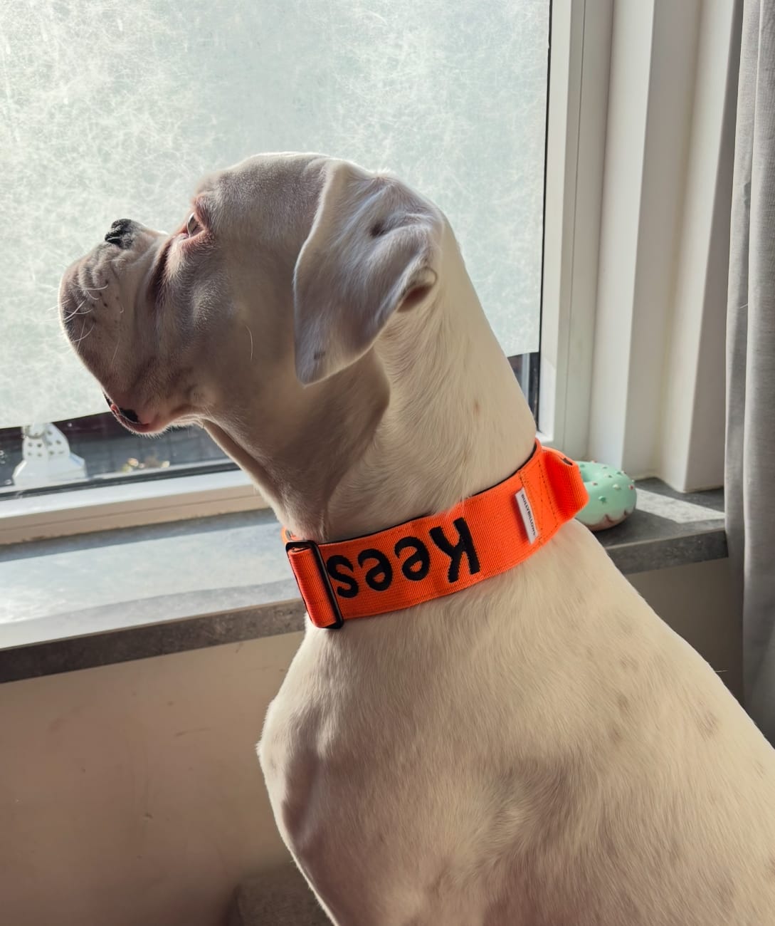 Customer photo review of 5cm Combat® Collar | With Handle & Secure Clip - Orange