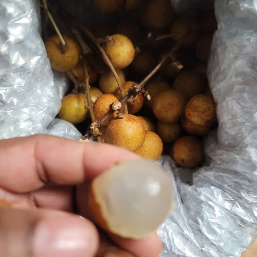 Customer photo review of Longan *** Pre Order***