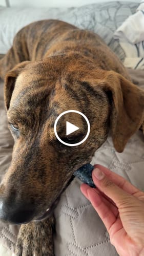 Customer video review of Blueberry Yak Chews