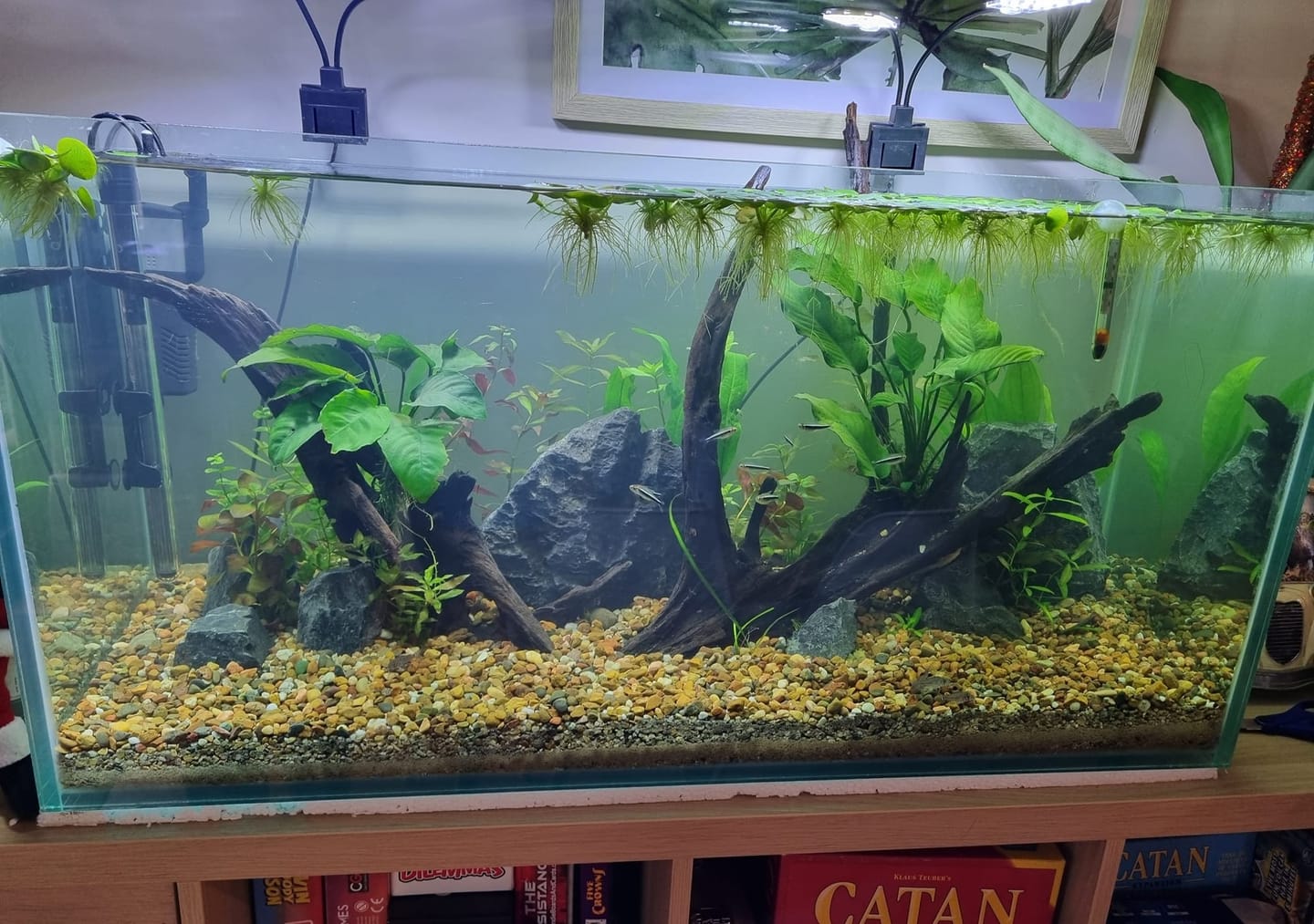 Customer photo review of Purple Ivory Mosaic Guppy Fish
