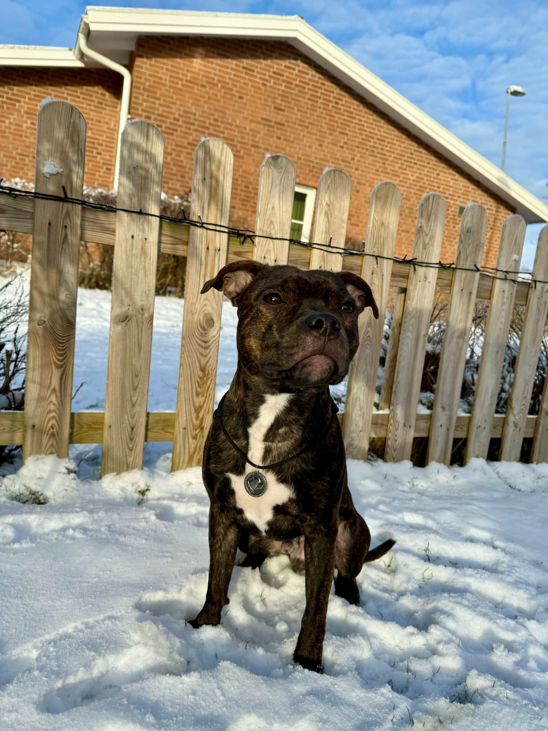 Customer photo review of Staffordshire Bull Terrier 1935® Nametag with Paracord String - Shiny