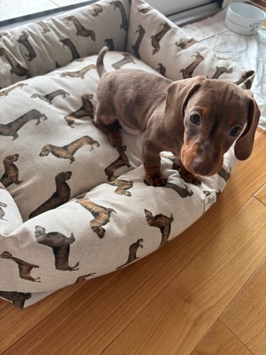 Customer photo review of Divanetto Cotone Panama Bassotto