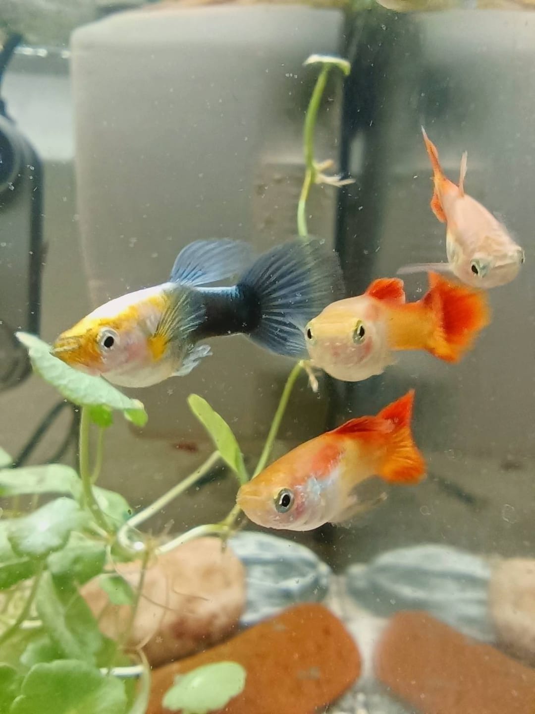 Customer photo review of Koi Red Ear Guppy Fish
