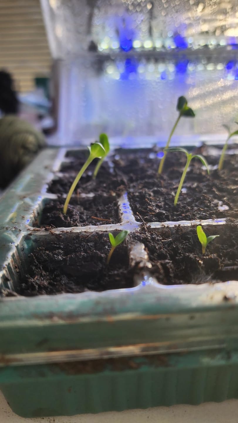 Customer photo review of Seed Starter Kit