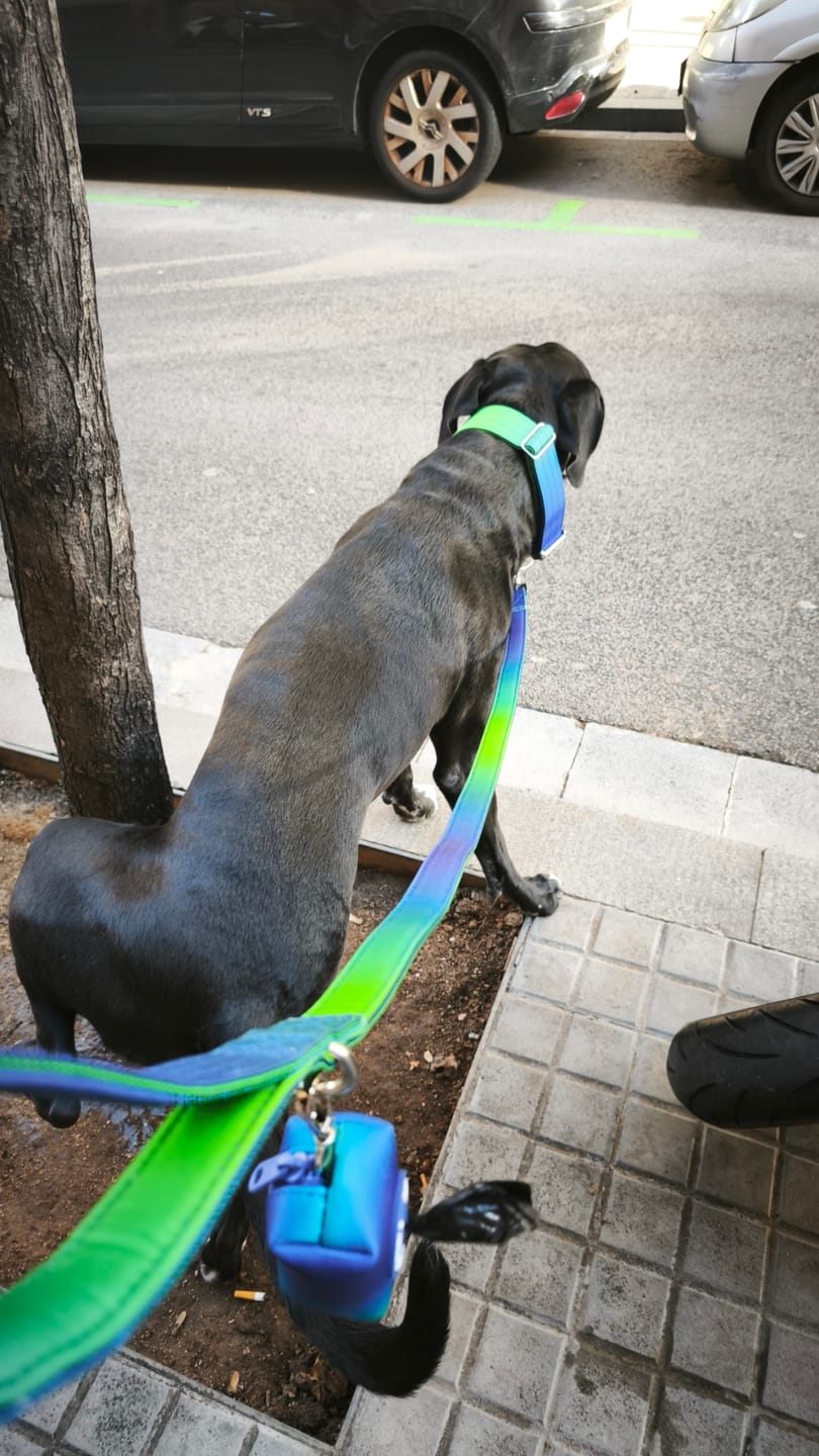 Customer photo review of Leash and Poop Bag Holder Set - Lime Wave