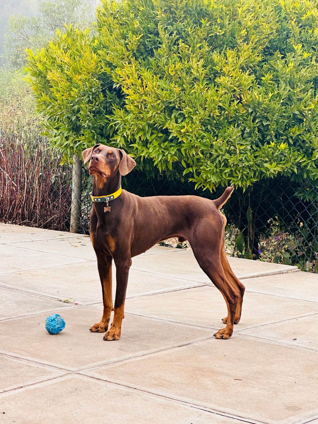 Customer photo review of Collar Duke Amarillo/Jeans