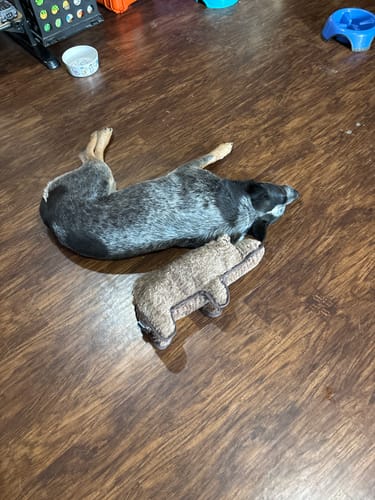 Customer photo review of Tough Plush - Triple Stitch