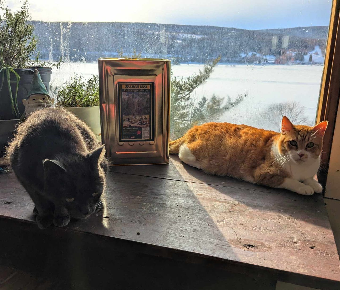 Customer photo review of Rinawi Extra Virgin Olive Oil 18L Tin Can - Free Shipping to Canada