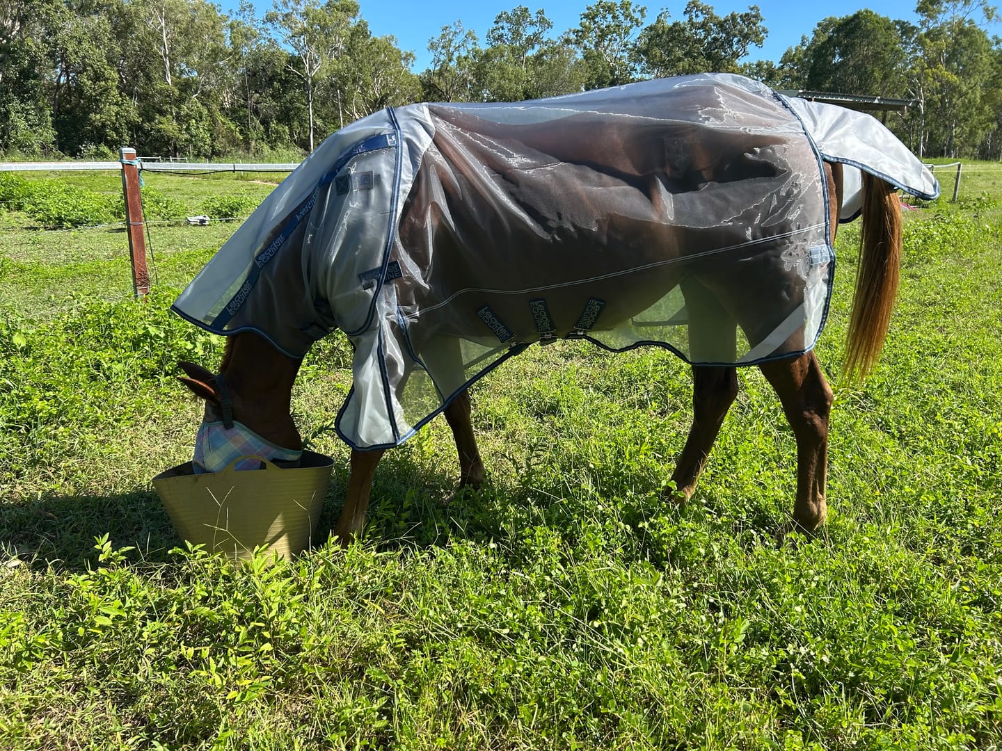 Customer photo review of LE Defender Anti-Insect Fly Rug