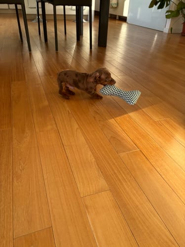 Customer photo review of Gioco Osso