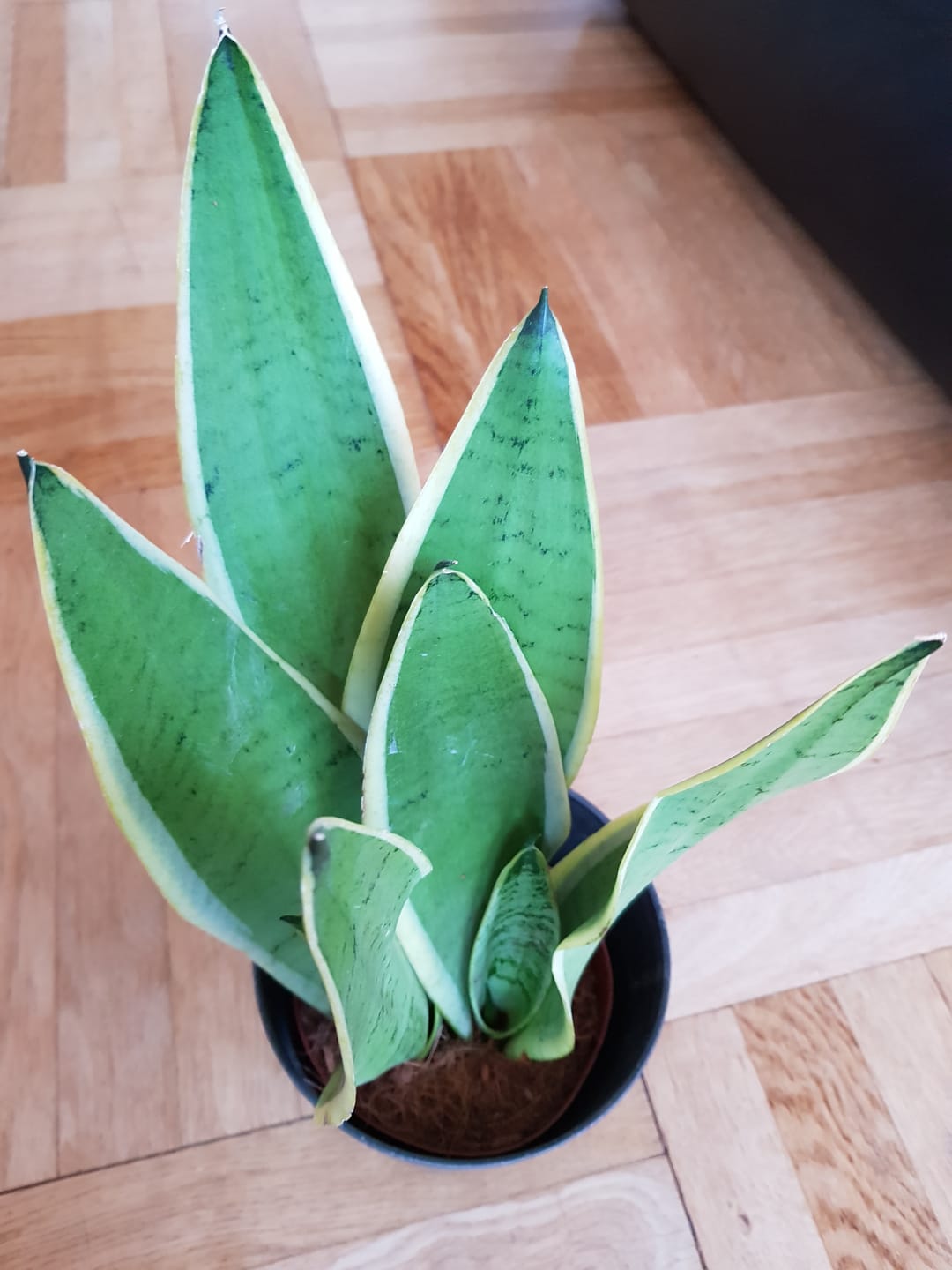 Customer photo review of SANSEVIERIA SNOW WHITE