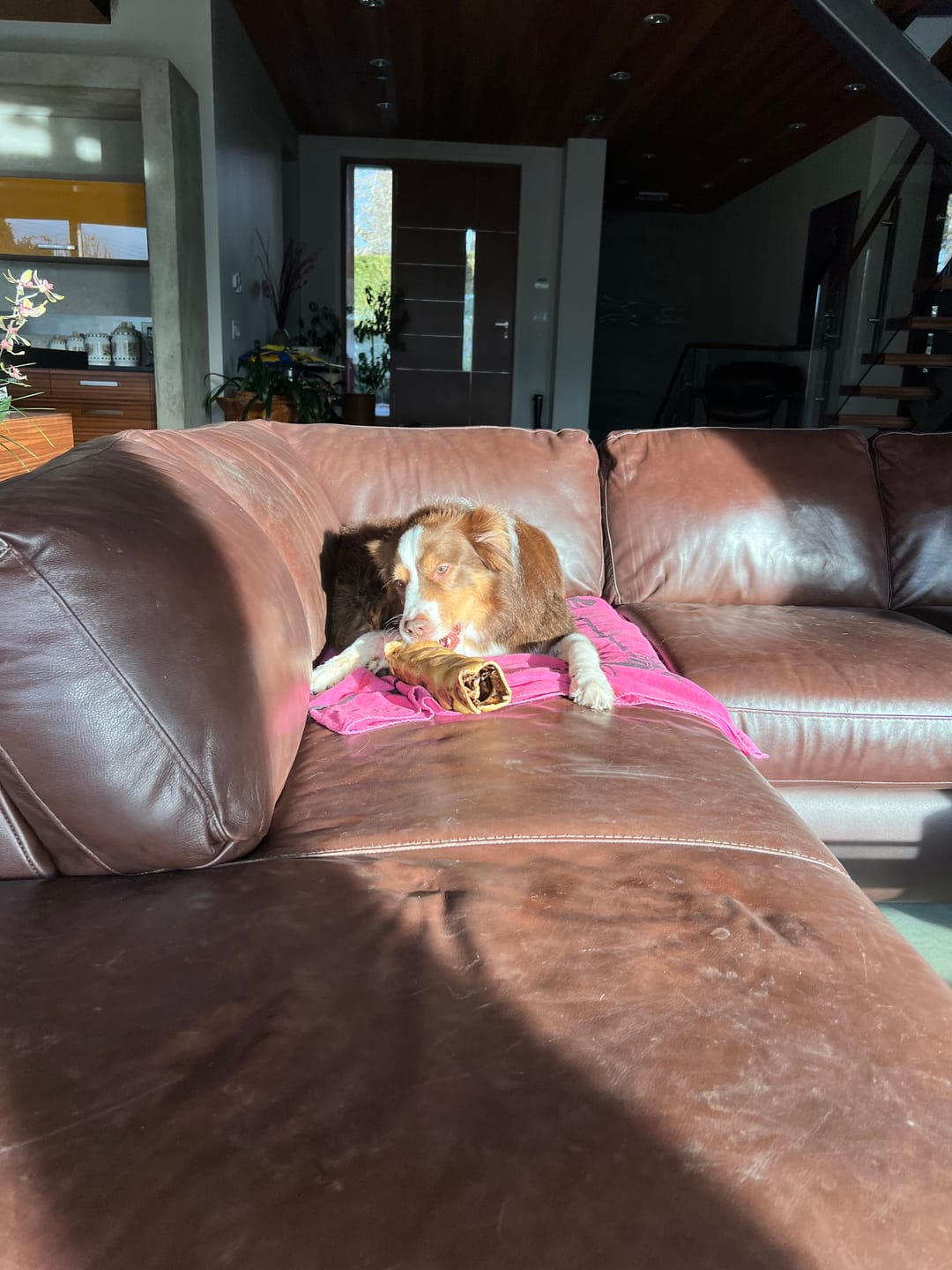 Customer photo review of 10-12 Inch Peanut Butter Cheek Roll