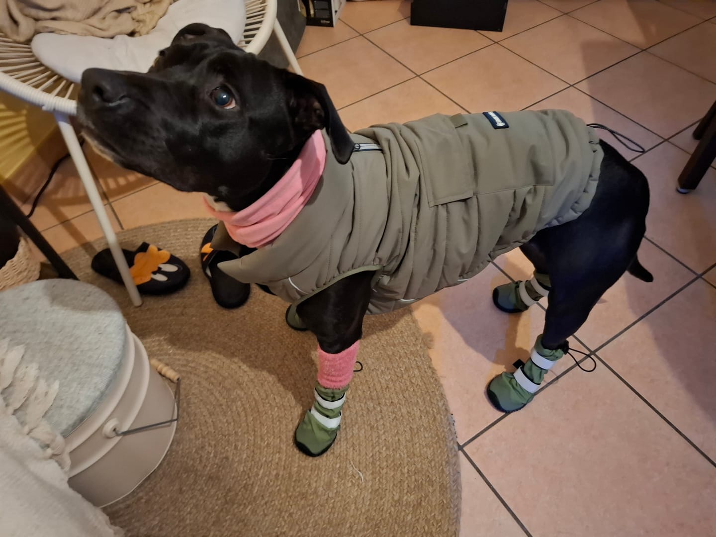 Customer photo review of Flex Shell Waterproof Dog Boots - Green