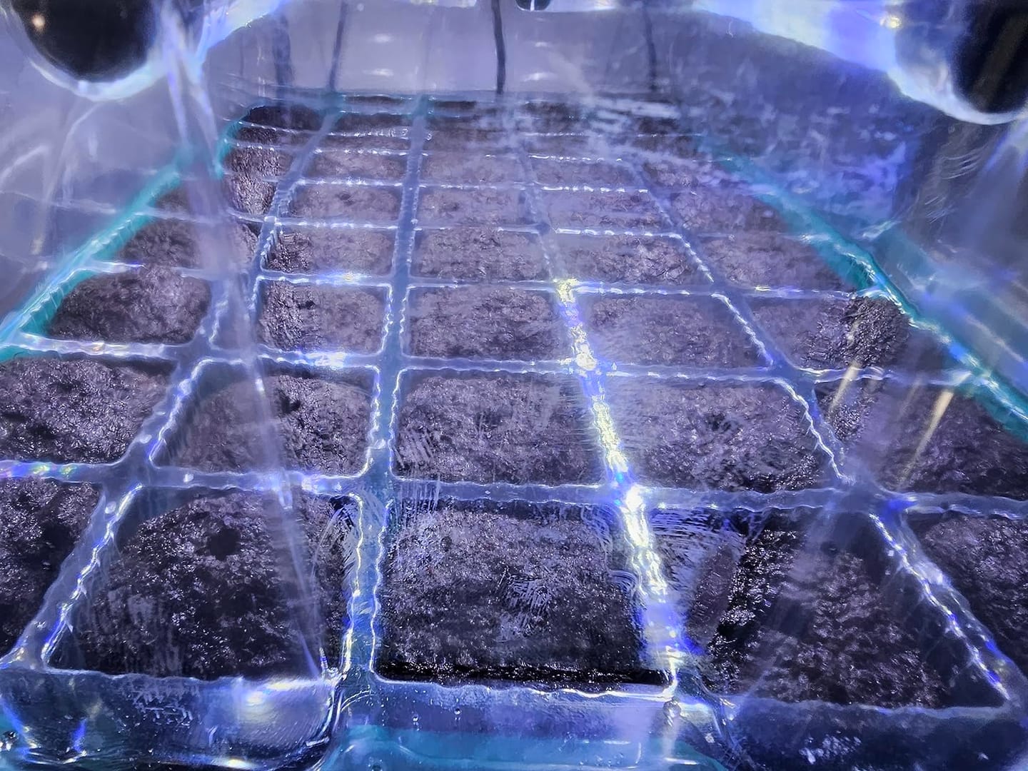 Customer photo review of Seed Starter Kit