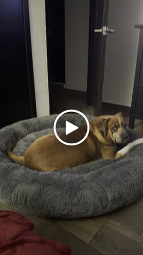 Customer video review of Cama Antiestrés para Perros