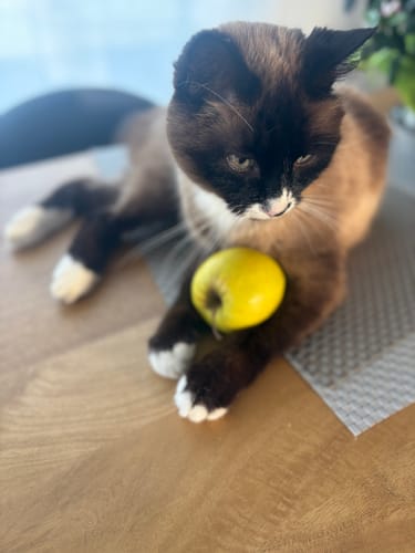 Avis photo d'un client sur Croquettes Chat Stérilisé Sans Céréales - Poulet