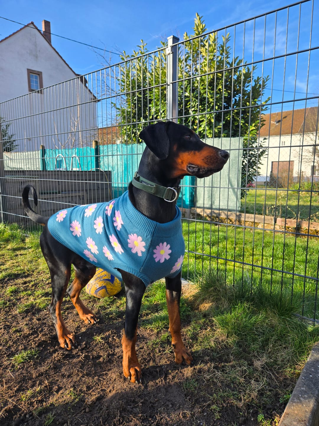 Customer photo review of Flower Knit Dog Sweater