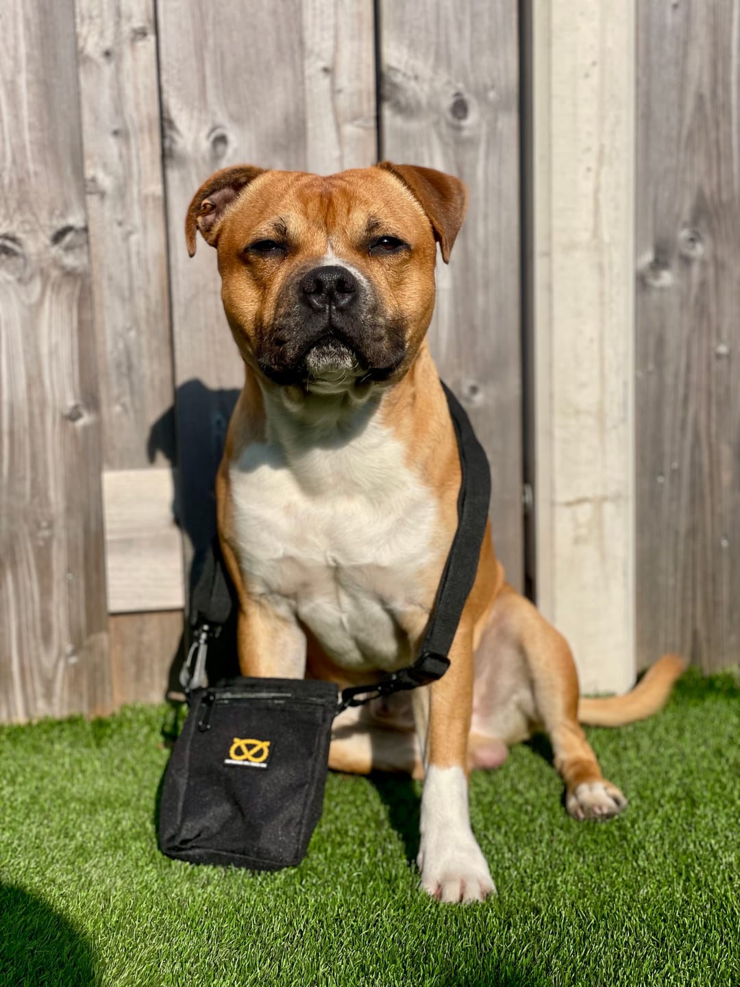 Customer photo review of Staffordshire Bull Terrier 1935® Treat Bag