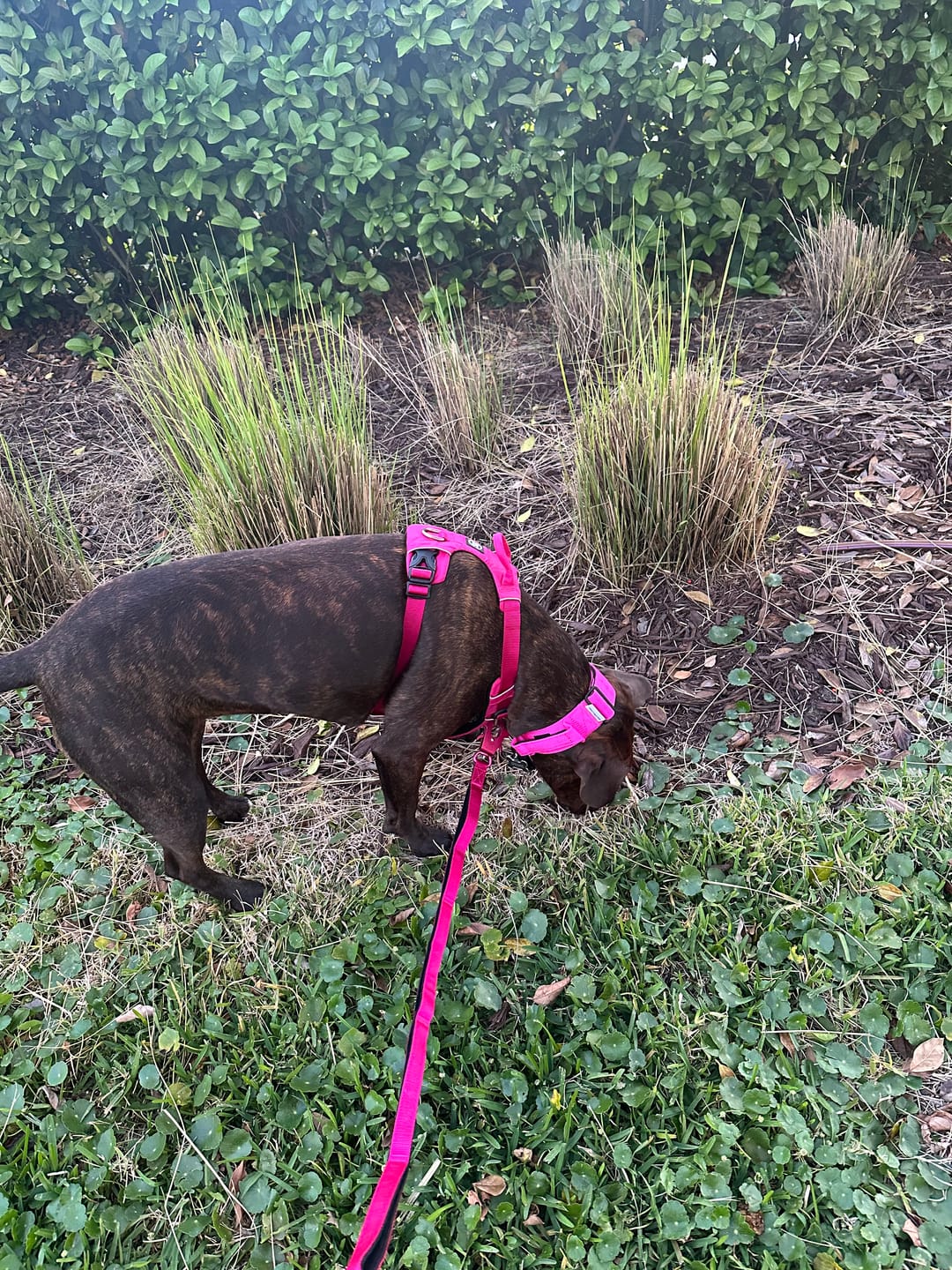 Customer photo review of Air Harness | Anti-Pull & With Handle - Carminerose