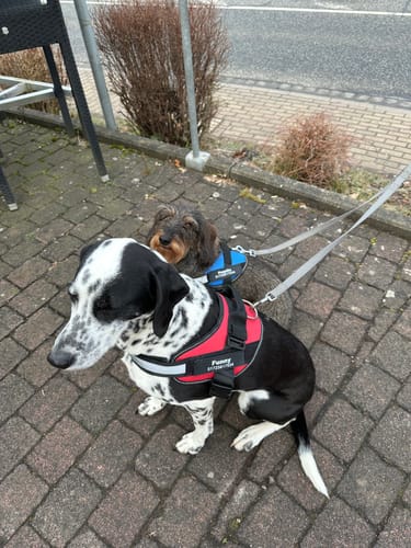 Customer photo review of Puppery™ Personalisiertes Anti-Zug Hundegeschirr