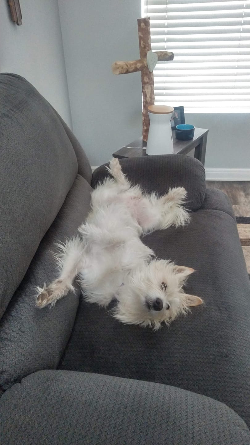 Customer photo review of 12 Inch Standard Bully Stick