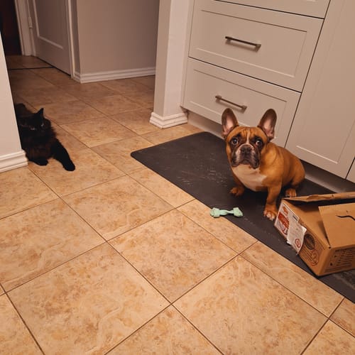 Customer photo review of Wild Boar Plus 9.1kg/20lb - K9 Choice - Frozen Raw Dog Food