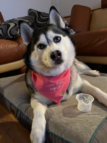 Customer photo review of Custom Saying Embroidered Bandana