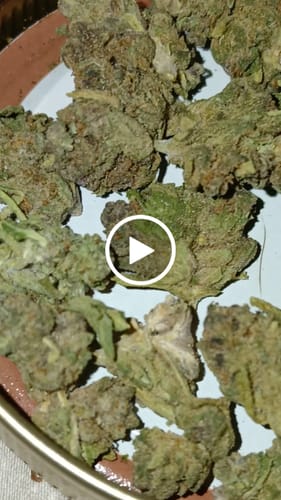 Customer video review of Girl Scout Cookies Smalls