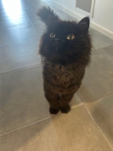 Customer photo review of 1 Month Supply – 1 Cat